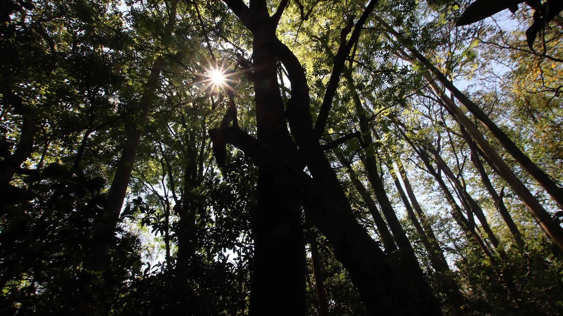 Bosque Niebla-Xalapa-aspecto-Ricardo06